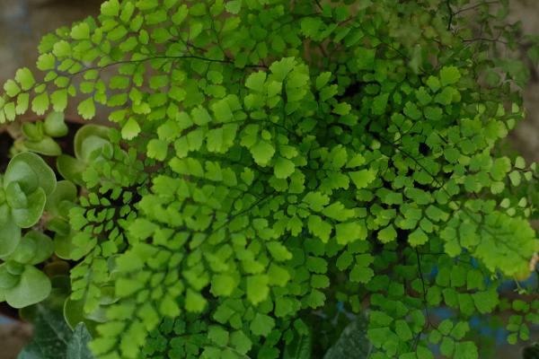 如何对铁线蕨施肥,每隔30天追施一次液肥即可