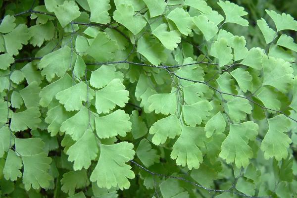 如何对铁线蕨施肥,每隔30天追施一次液肥即可