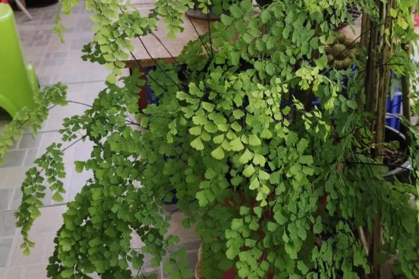 如何对铁线蕨施肥,每隔30天追施一次液肥即可