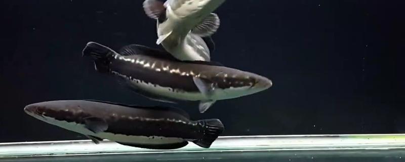 大铅笔鱼咬龙鱼吗