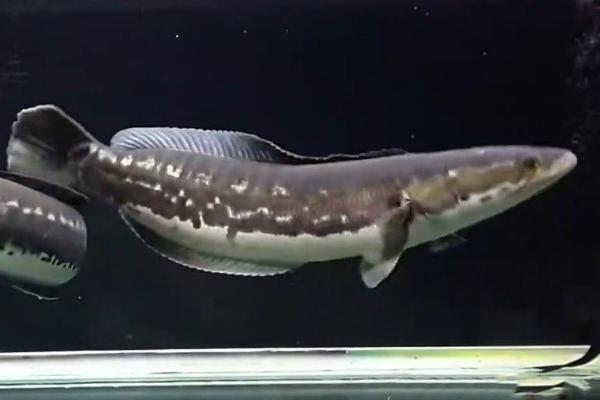 大铅笔鱼咬龙鱼吗,主要看体型