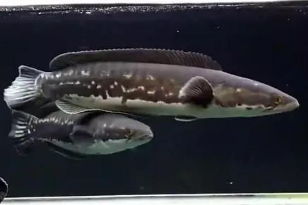 大铅笔鱼咬龙鱼吗,主要看体型