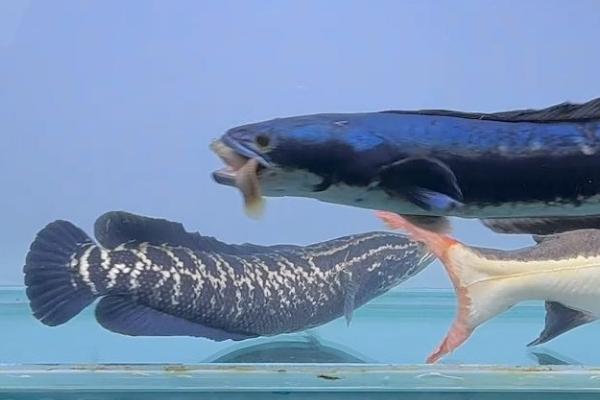 大铅笔鱼咬龙鱼吗,主要看体型