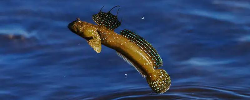 跳跳鱼是淡水鱼还是海水鱼