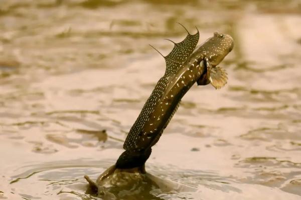 跳跳鱼是淡水鱼还是海水鱼,属于海鱼