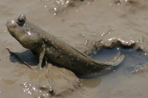 跳跳鱼是淡水鱼还是海水鱼,属于海鱼