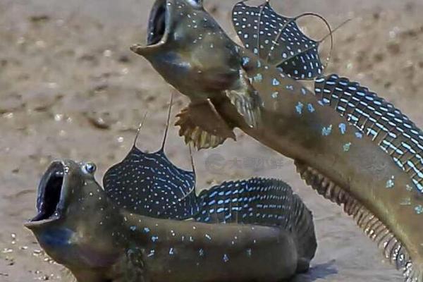 跳跳鱼是淡水鱼还是海水鱼,属于海鱼