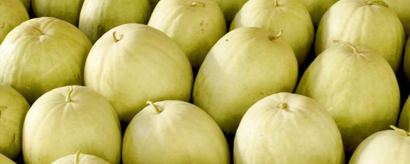白瓜的收获时间