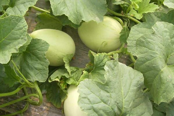 白瓜的收获时间,一般为6月份