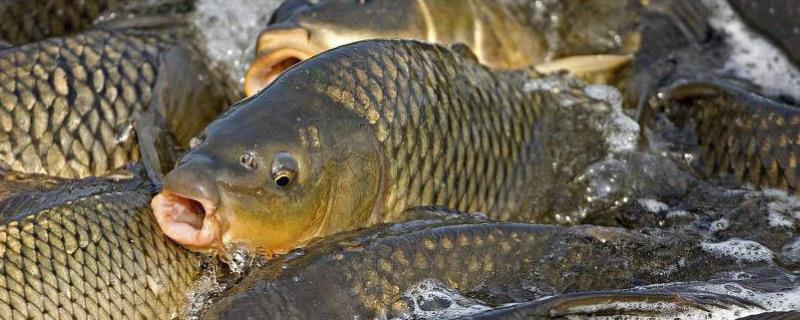钓鲤鱼的适宜气温