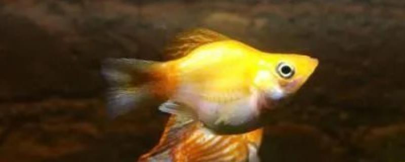 养玛丽鱼的适宜水质