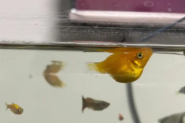 养玛丽鱼的适宜水质,使用弱碱性的硬水更合适