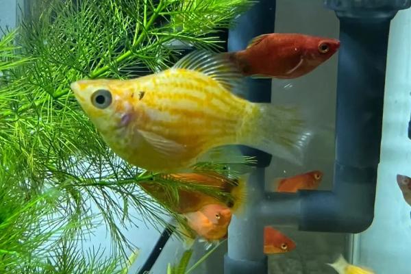 养玛丽鱼的适宜水质,使用弱碱性的硬水更合适