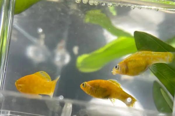 养玛丽鱼的适宜水质,使用弱碱性的硬水更合适