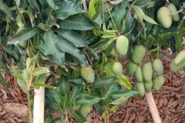 芒果可以在家里种吗,可以在家种但需去除核上残留的果肉