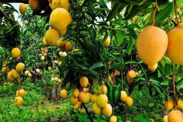 芒果可以在家里种吗,可以在家种但需去除核上残留的果肉