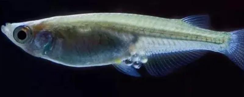 青鳉鱼吃黑壳虾吗