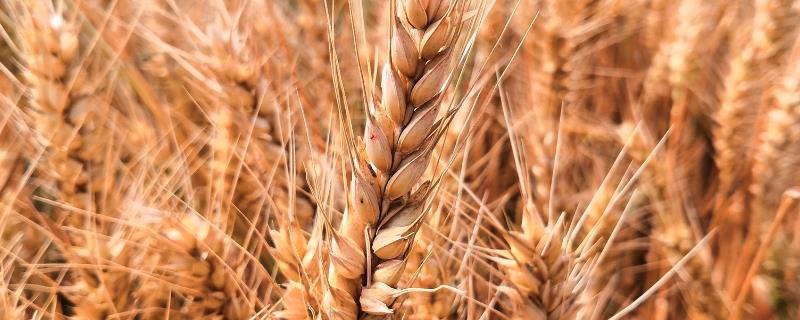 如何提高小麦的品质