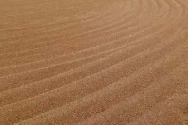 如何提高小麦的品质,追施微肥、提供有机肥可提高品质