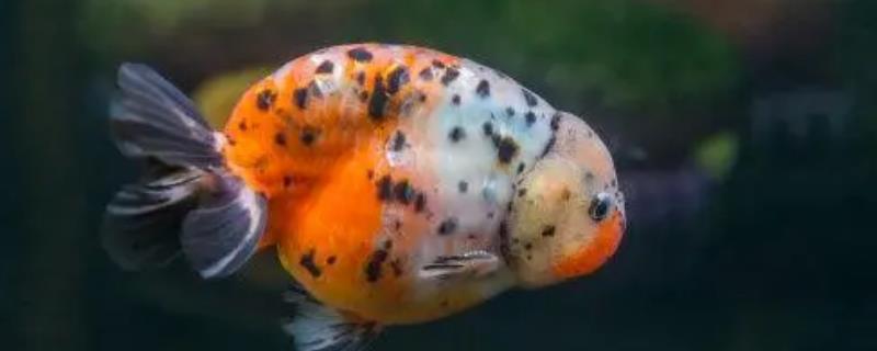 兰寿金鱼可以存活多久