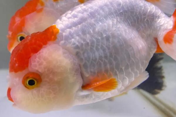 兰寿金鱼可以存活多久,一般为6-10年左右