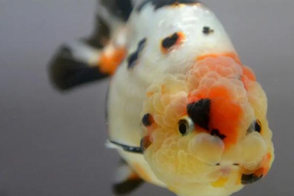 兰寿金鱼可以存活多久,一般为6-10年左右