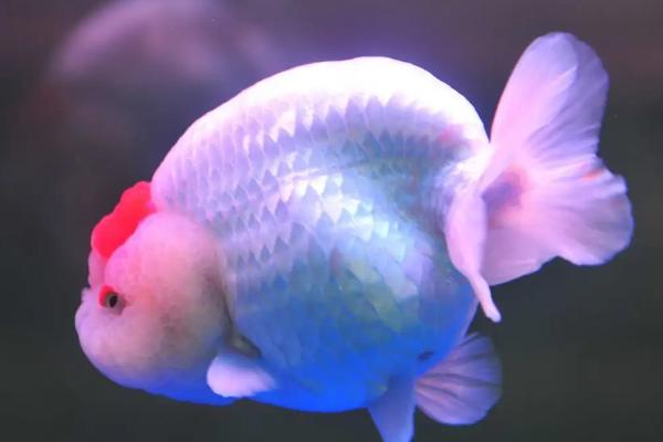 兰寿金鱼可以存活多久,一般为6-10年左右