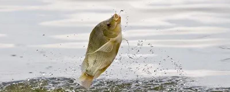 江边钓鱼用哪种饵