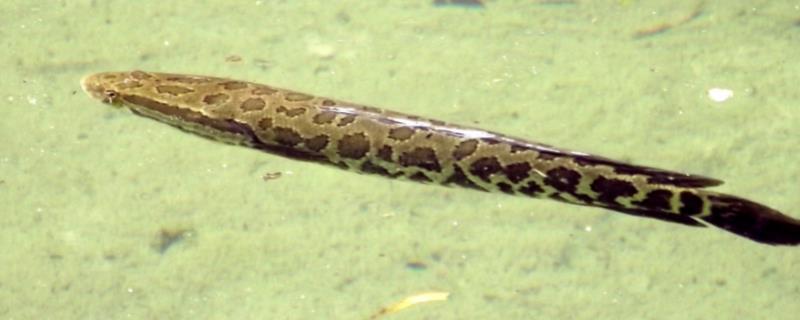 黑鱼身上为什么有很多粘液