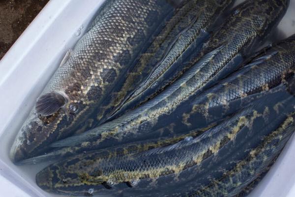 黑鱼身上为什么有很多粘液,原因是皮肤中的杯状细胞会持续分泌粘液