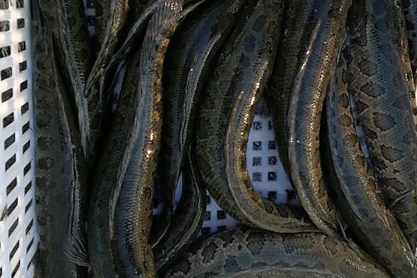 黑鱼身上为什么有很多粘液,原因是皮肤中的杯状细胞会持续分泌粘液