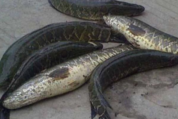 黑鱼身上为什么有很多粘液,原因是皮肤中的杯状细胞会持续分泌粘液