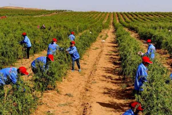 枸杞施肥要点,基肥以农家肥为主