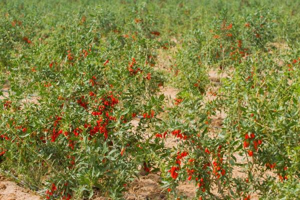 枸杞施肥要点,基肥以农家肥为主