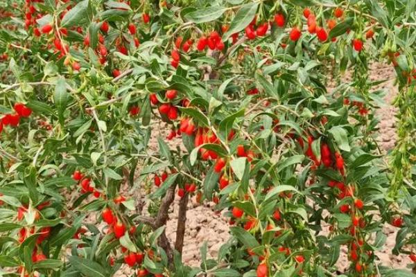 枸杞施肥要点,基肥以农家肥为主