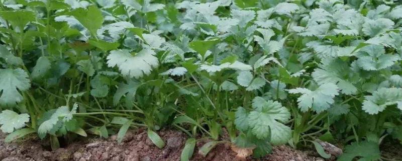 种植香菜选择什么除草剂