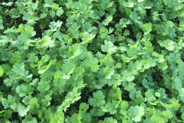 种植香菜选择什么除草剂,苗前和苗后选择不同