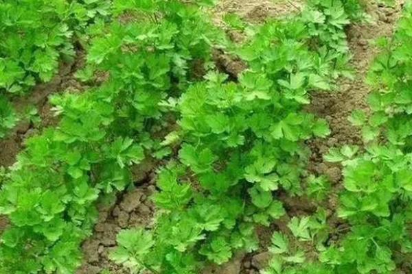 种植香菜选择什么除草剂,苗前和苗后选择不同