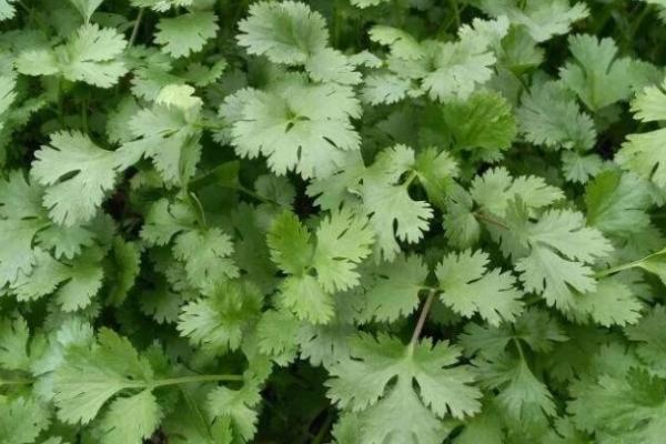 种植香菜选择什么除草剂,苗前和苗后选择不同