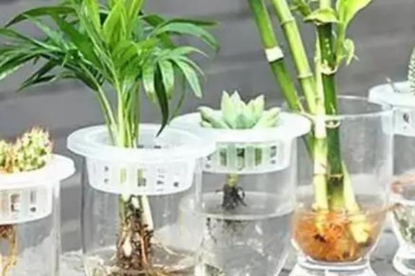 水培花卉如何施肥，严格控制施肥的浓度