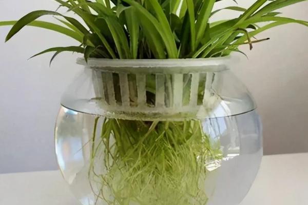 水培花卉如何施肥，严格控制施肥的浓度