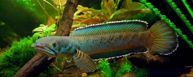 雷龙鱼是不是淡水鱼