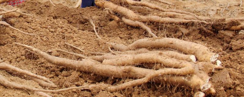 有机麻山药病虫害防治技术