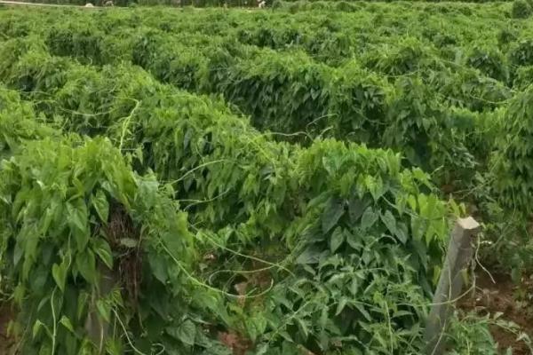 有机麻山药病虫害防治技术,不同病害的防治方法不同