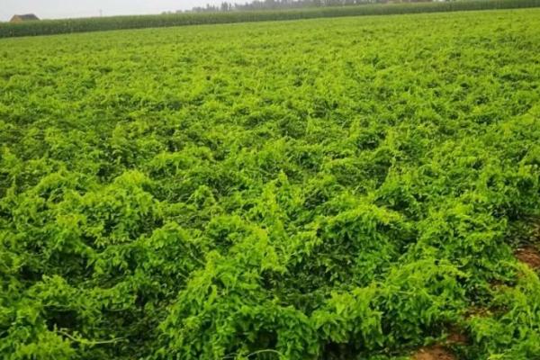 有机麻山药病虫害防治技术,不同病害的防治方法不同