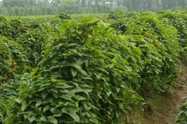 有机麻山药病虫害防治技术,不同病害的防治方法不同