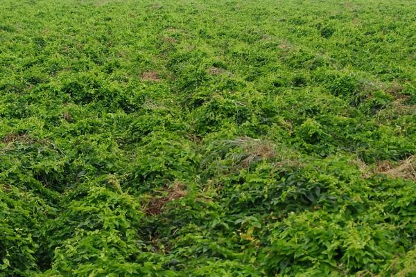 有机麻山药病虫害防治技术,不同病害的防治方法不同