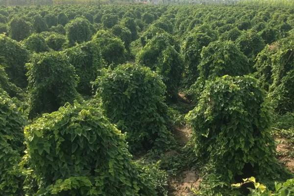 有机麻山药病虫害防治技术,不同病害的防治方法不同