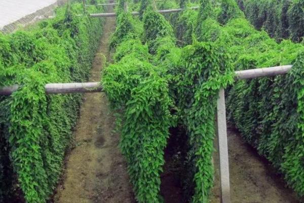 有机麻山药病虫害防治技术,不同病害的防治方法不同