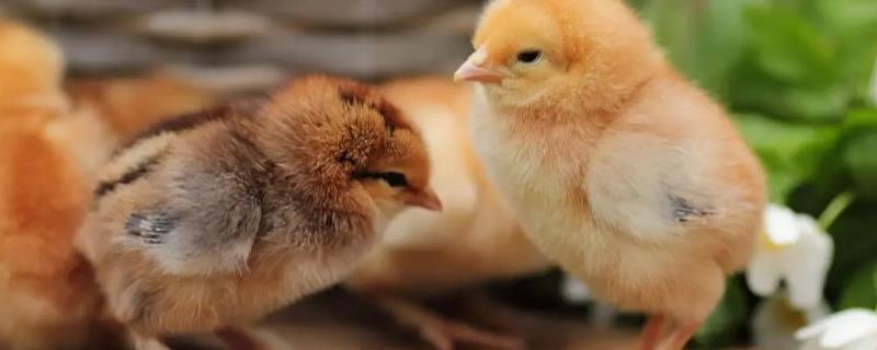 为何小鸡一晒太阳就睡觉